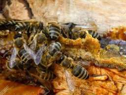 Propolis rastvor
