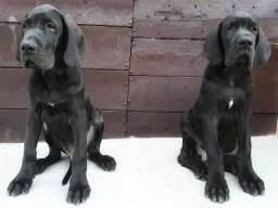 NEMACKE DOGE - crno plave kombinacije