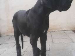 NEMACKE DOGE - crno plave kombinacije