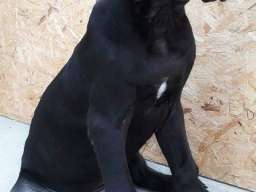 NEMACKE DOGE - crno plave kombinacije