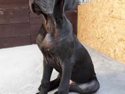 NEMACKE DOGE - crno plave kombinacije