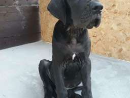 NEMACKE DOGE - crno plave kombinacije