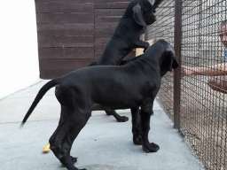 NEMACKE DOGE - crno plave kombinacije