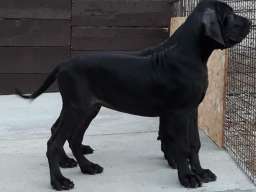 NEMACKE DOGE - crno plave kombinacije