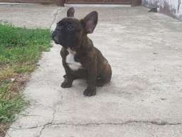 Francuski buldog &scaron;tenci na prodaju 