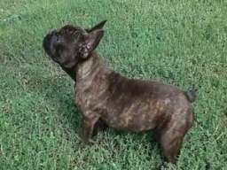 Francuski buldog &scaron;tenci na prodaju 