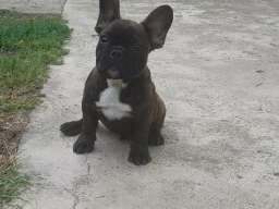 Francuski buldog &scaron;tenci na prodaju 