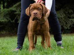 BORDOSKE DOGE vrhunskog porekla