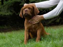 BORDOSKE DOGE vrhunskog porekla