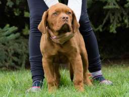 BORDOSKE DOGE vrhunskog porekla