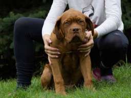 BORDOSKE DOGE vrhunskog porekla