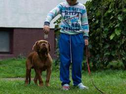 BORDOSKE DOGE vrhunskog porekla