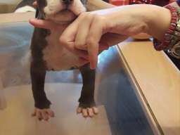 Plavi Americki stafordski terijeri