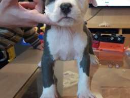 Plavi Americki stafordski terijeri