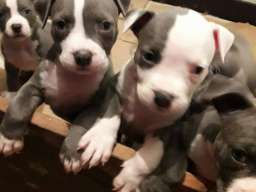 Plavi Americki stafordski terijeri