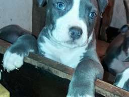 Plavi Americki stafordski terijeri