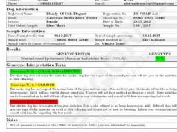 Plavi Americki stafordski terijeri