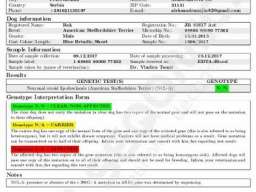 Plavi Americki stafordski terijeri