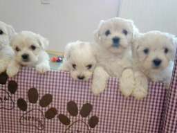 Maltezeri na prodaju!