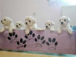 Maltezeri na prodaju!