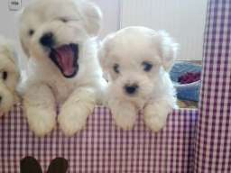 Maltezeri na prodaju!