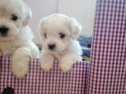 Maltezeri na prodaju!