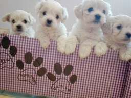 Maltezeri na prodaju!