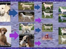 ZLATNI RETRIVER - vrhunska zenkica