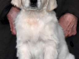 ZLATNI RETRIVER - vrhunska zenkica