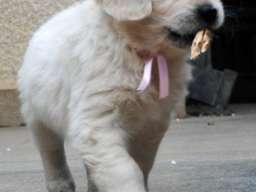 ZLATNI RETRIVER - vrhunska zenkica