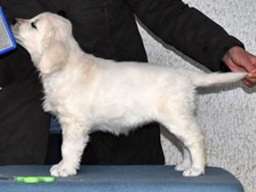 ZLATNI RETRIVER - vrhunska zenkica