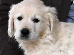 ZLATNI RETRIVER - vrhunska zenkica