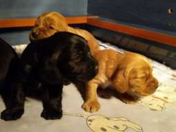 ENGLESKI KOKER SPANIJEL stenci na prodaj