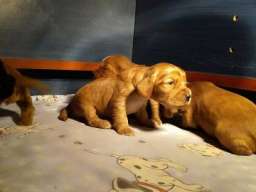 ENGLESKI KOKER SPANIJEL stenci na prodaj