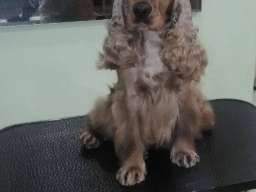 ENGLESKI KOKER SPANIJEL stenci na prodaj