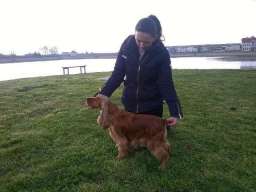 ENGLESKI KOKER SPANIJEL stenci na prodaj