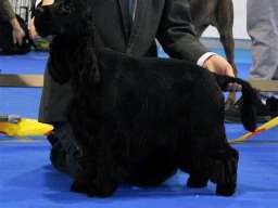 ENGLESKI KOKER SPANIJEL stenci na prodaj