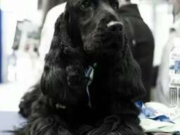 ENGLESKI KOKER SPANIJEL stenci na prodaj