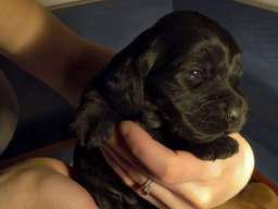 ENGLESKI KOKER SPANIJEL stenci na prodaj