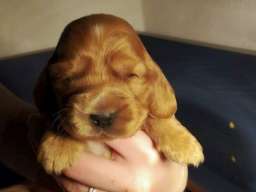 ENGLESKI KOKER SPANIJEL stenci na prodaj