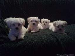 Mini Maltezeri