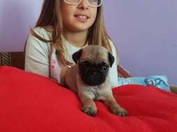 MOPS stenci na prodaju sa papirima