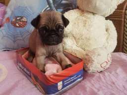 MOPS stenci na prodaju sa papirima