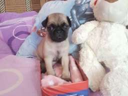 MOPS stenci na prodaju sa papirima