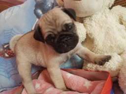 MOPS stenci na prodaju sa papirima