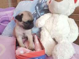 MOPS stenci na prodaju sa papirima