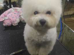 Ulepsavanje malih rasa pasa i ljubimaca