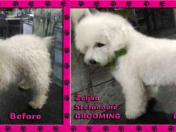 Ulepsavanje malih rasa pasa i ljubimaca