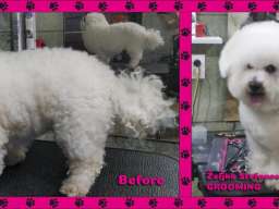 Ulepsavanje malih rasa pasa i ljubimaca