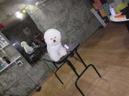 Ulepsavanje malih rasa pasa i ljubimaca